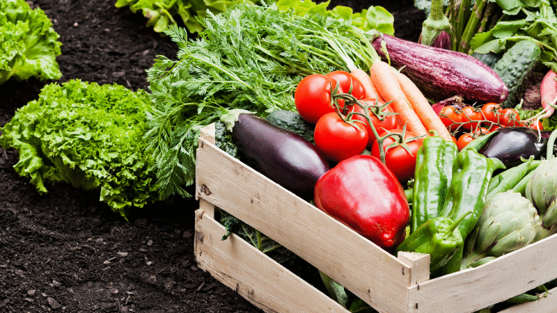 Grandine-gelo-siccita-e-alluvioni_-difendi-il-tuo-lavoro-con-una-copertura-su-misura-800x450 Polizza agricoltura: protezione dai danni atmosferici